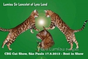 Lumiau Sir Lancelot of Lynx Land